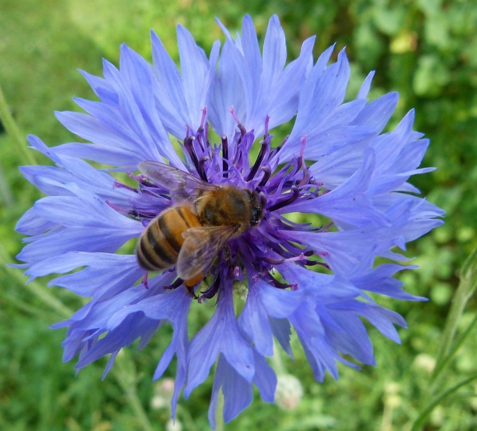 Western honey bee on the cornflower