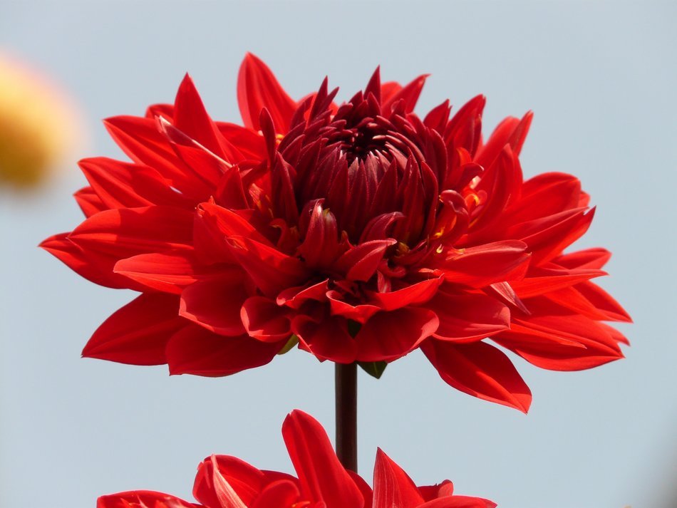 lush red flower against the bright sky