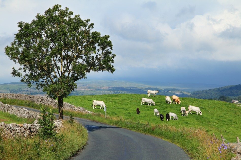 a herd of cows in the meadow