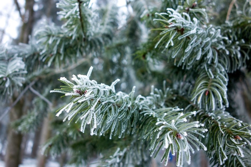 winter fir on the tree