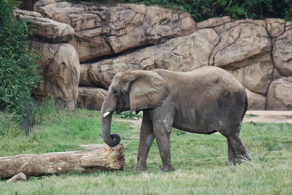 picture of the elephant indian trunk