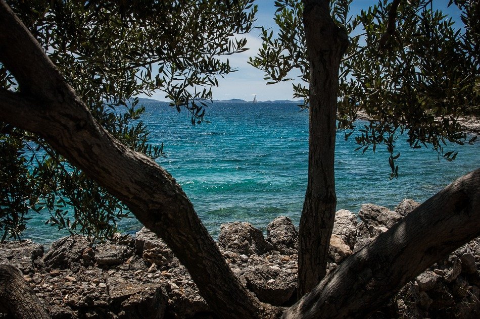 view through the trees on the coast of Croatia