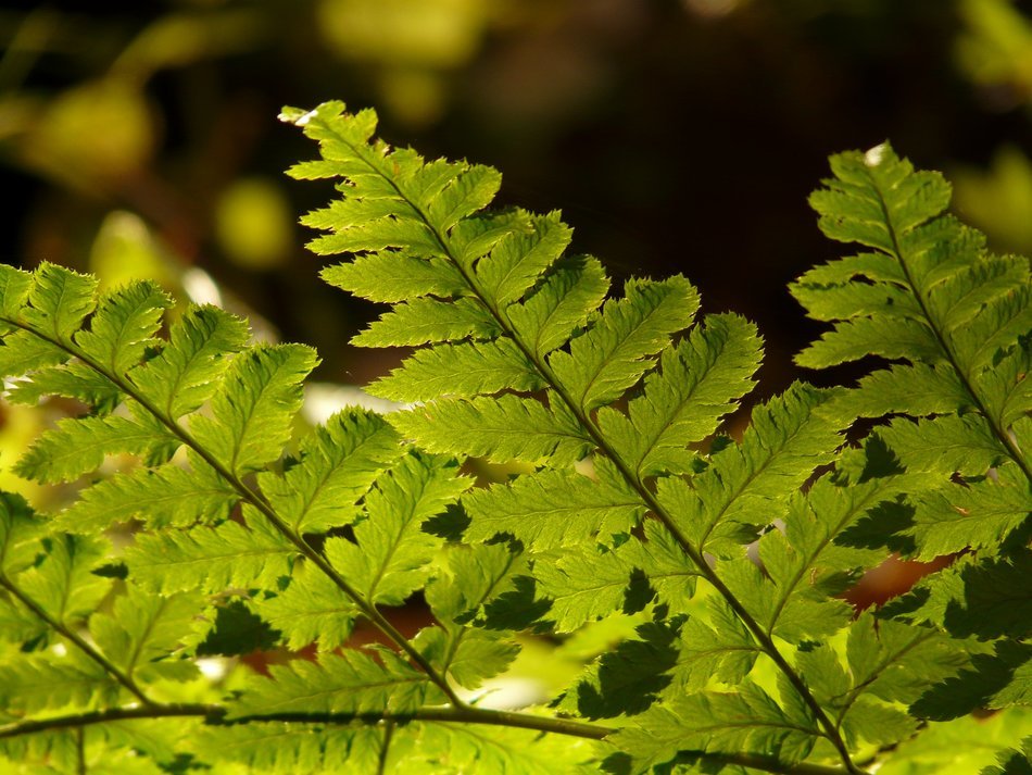 bright color fern leaf