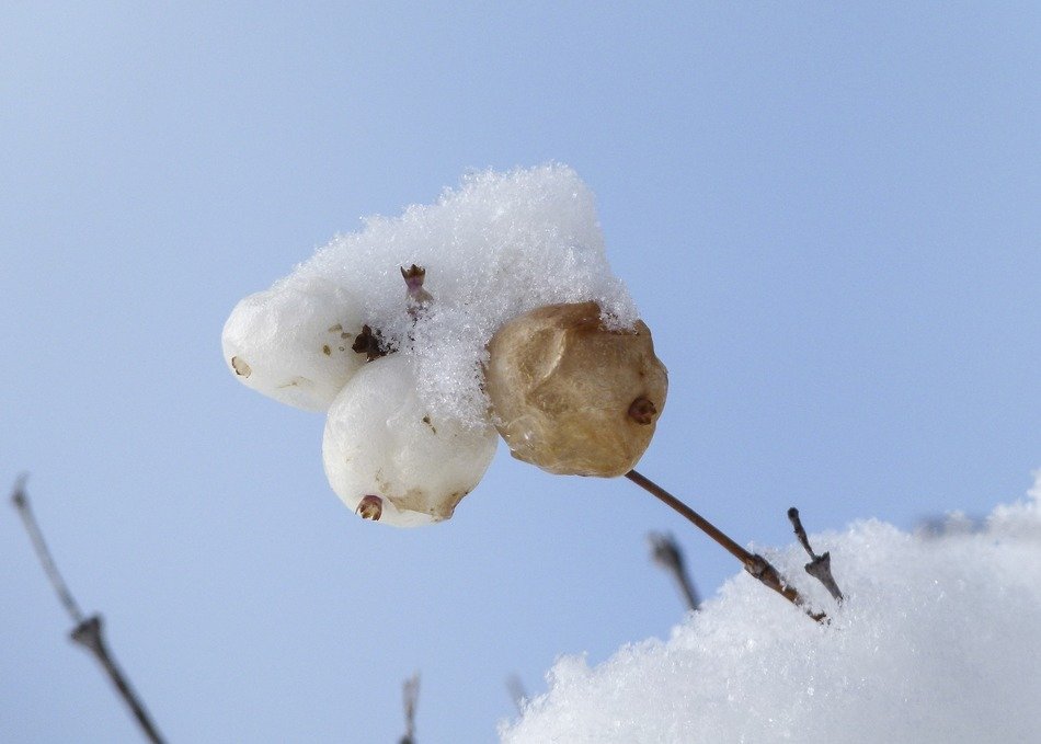 white berries on a snowy branch