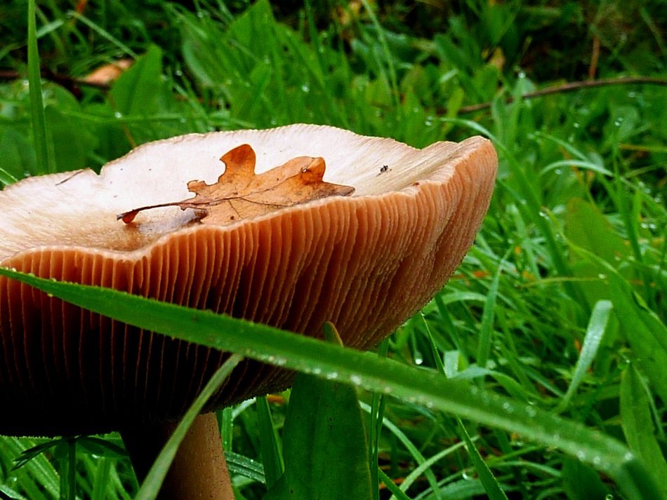 a huge mushroom grows in the grass