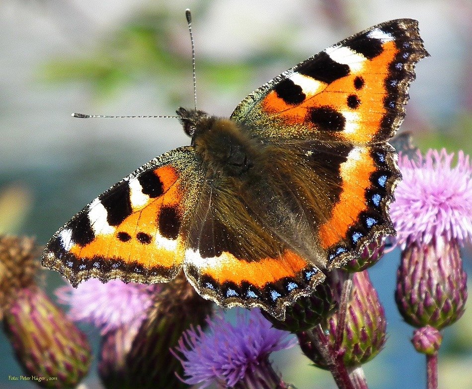 butterfly sits on a flower