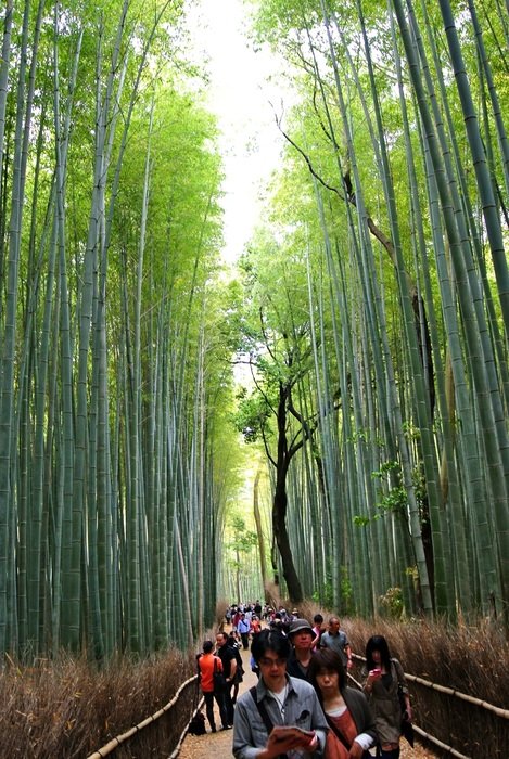people in the bamboo forest in Kyoto