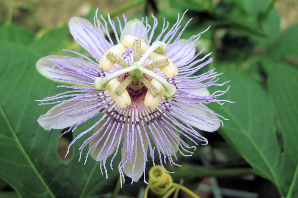 passiflora flower with green leaves
