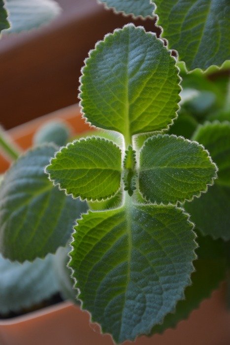 green mint in a pot