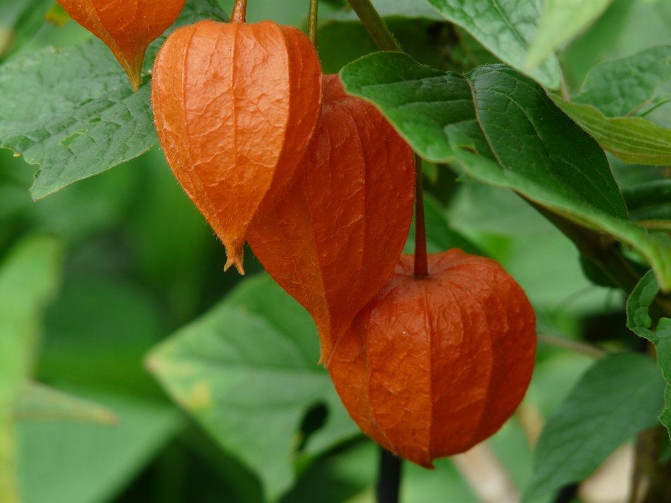 physalis alkekengi among green leaves