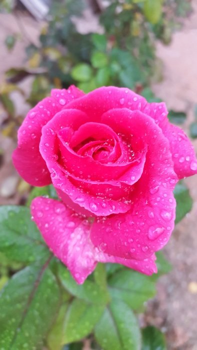irresistibledamascus flowers