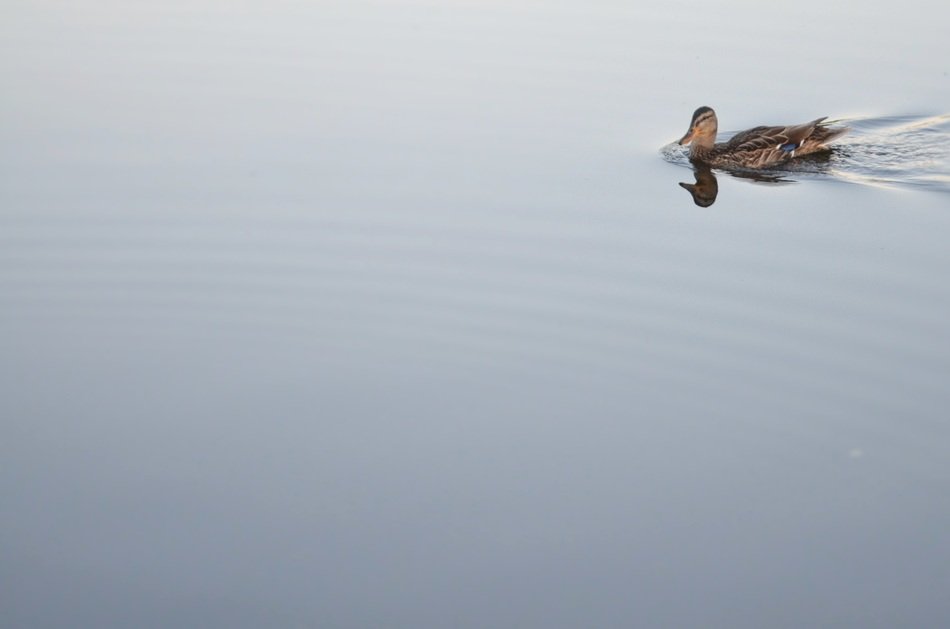 unimaginable duck animal