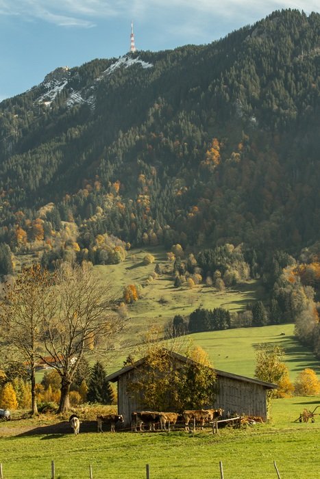 Landscape with the cows in autumn