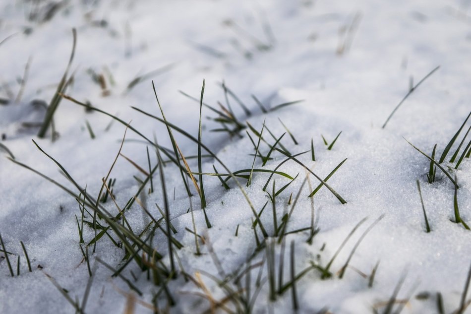 Green snowy grass