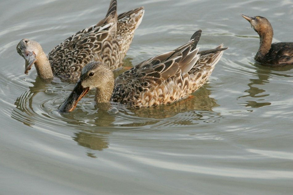 three brown spotted ducks on a pond