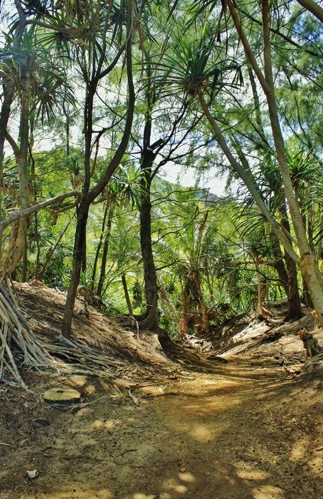 rainforest in hawaii