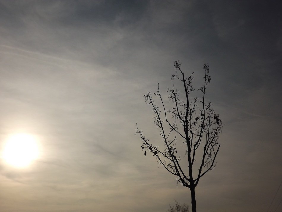 tree against the sky with dark clouds