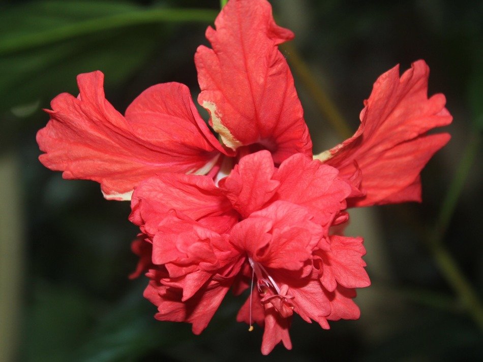 red flower beautiful plant
