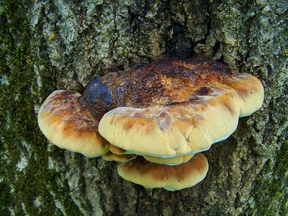 mushrooms on the bark close up