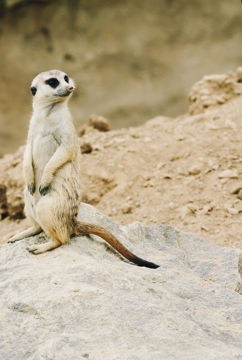 Cute beautiful meerkat on the stone