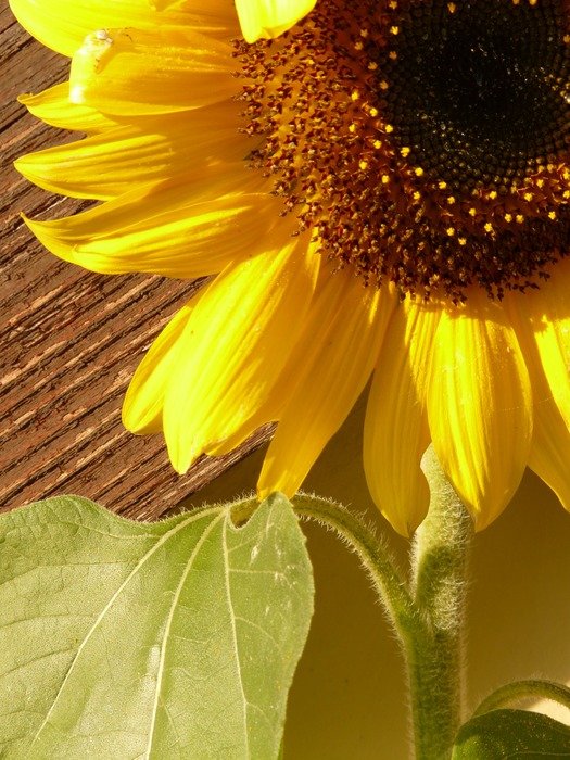 sunflower on a thick stalk