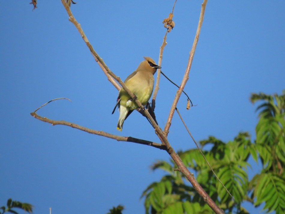 Bombycilla cedrorum close up