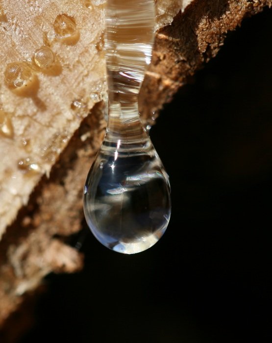Drop of resin in the forest