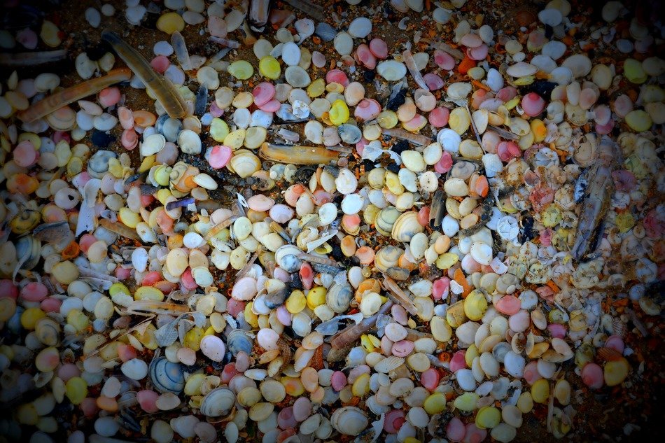 Colorful small shells
