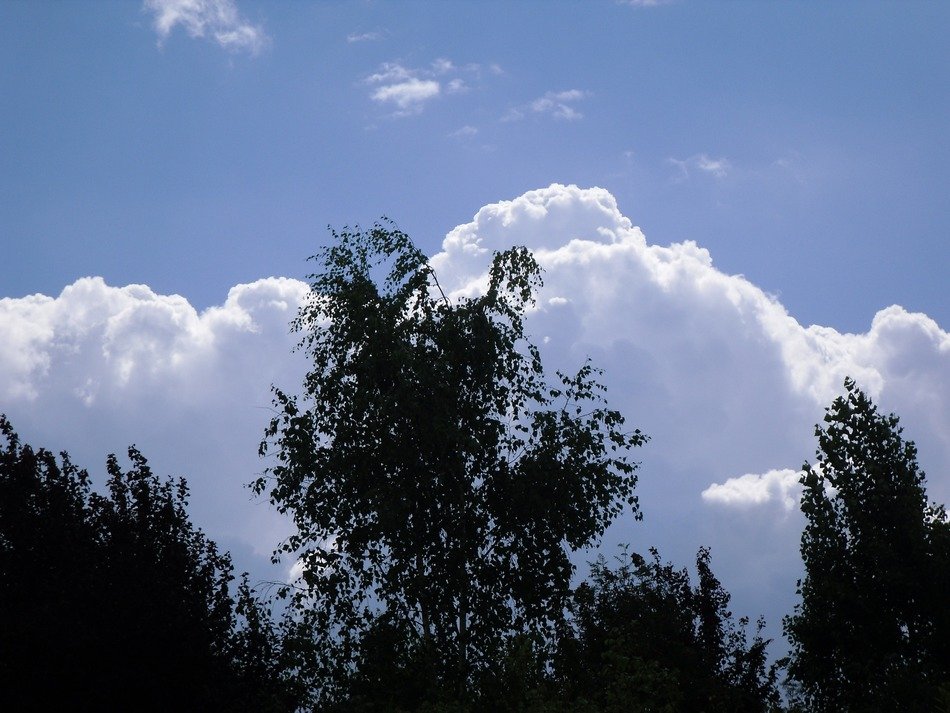 trees against the cloud