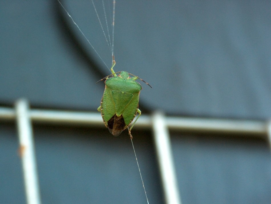 Close-up of the green Stinkwanze insect