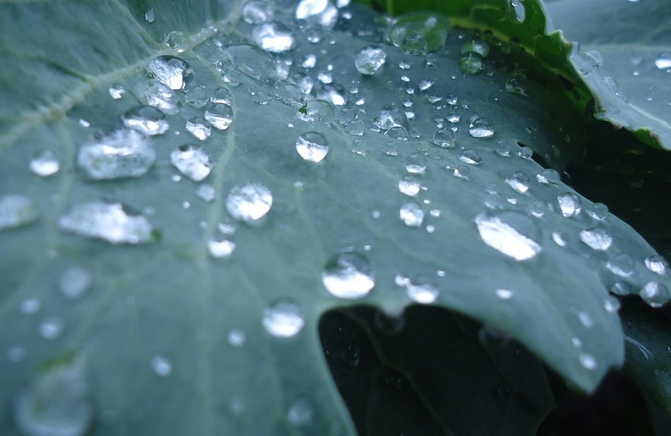 drops of water on the green leaf of vegetables