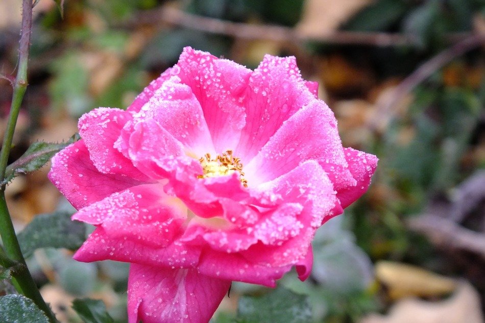 rose in the cold season