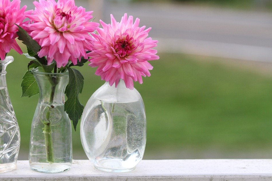 dahlia in vase