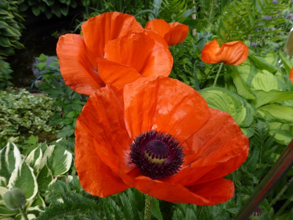 klatschmohn flower blossom bloom