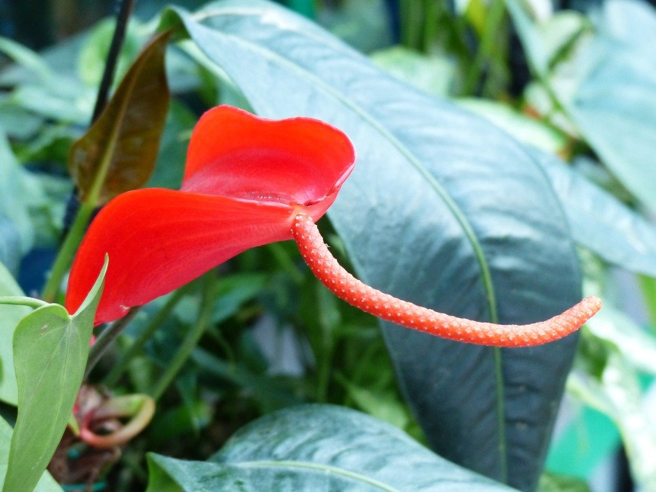 vaginal sheet flower blossom