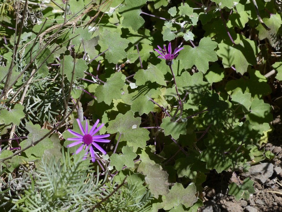 crimson cinerarie in bloom