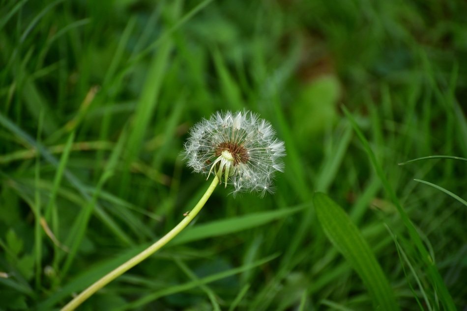 autumn dandelion flowere in green grass