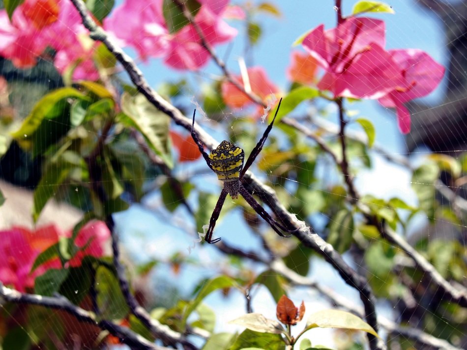 Palm spider on the tree in Bali
