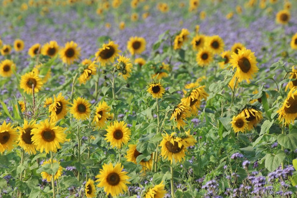 landscape of small sunflowers on the field