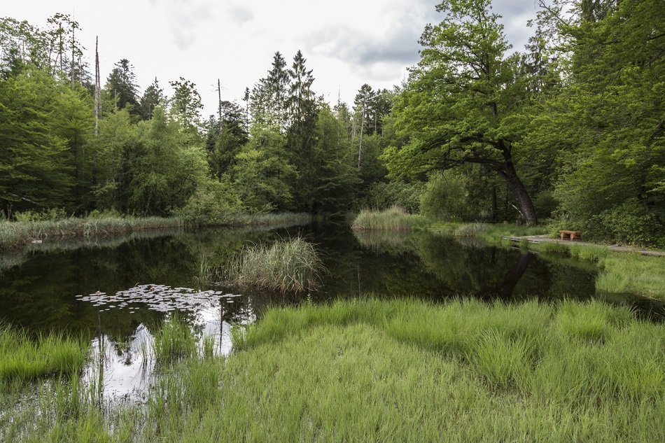 photo of wetland