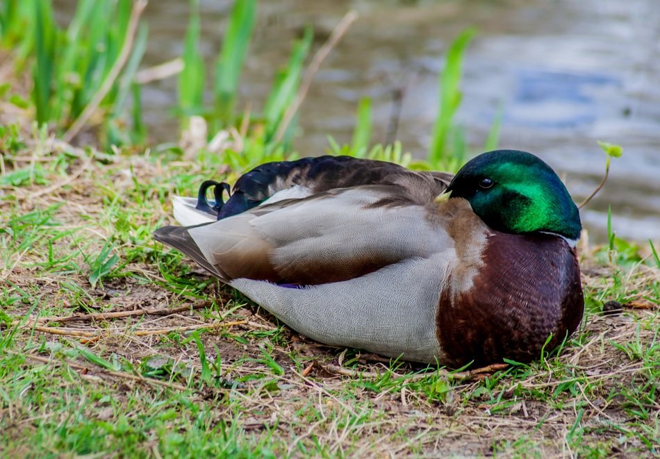 splendiferous duck pond