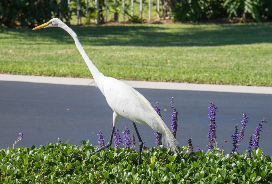 White heron near the road