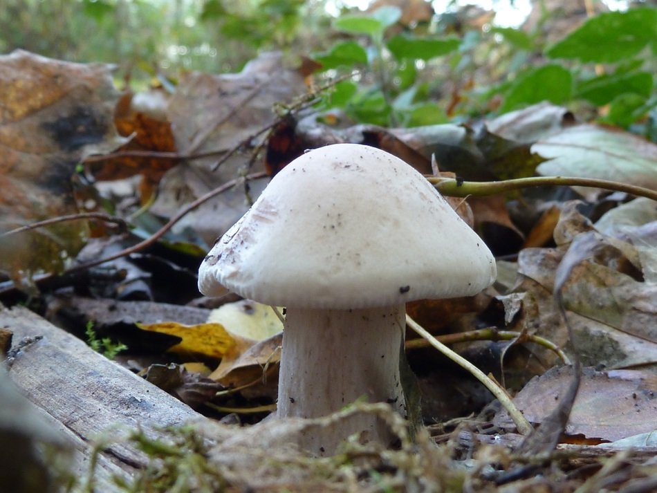 wonderful white mushroom