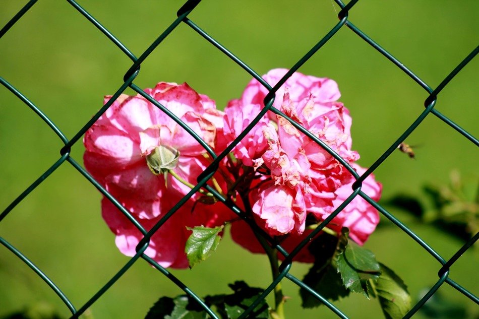 rose flowers behind a green rose