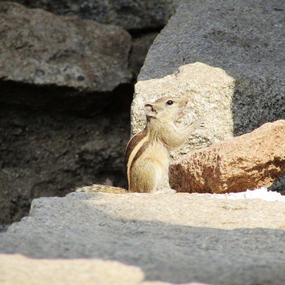 squirrel in nature in India