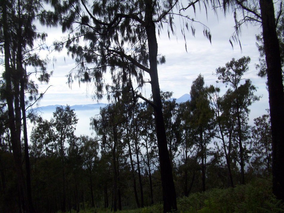 Beautiful and colorful landscape with the forest on Indonesian Mount