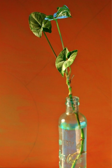 splendiferous leaf in bottle