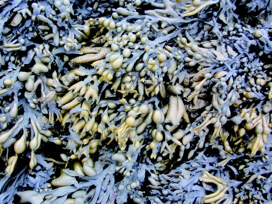 Bladderwrack, highest iodine containing sea vegetable