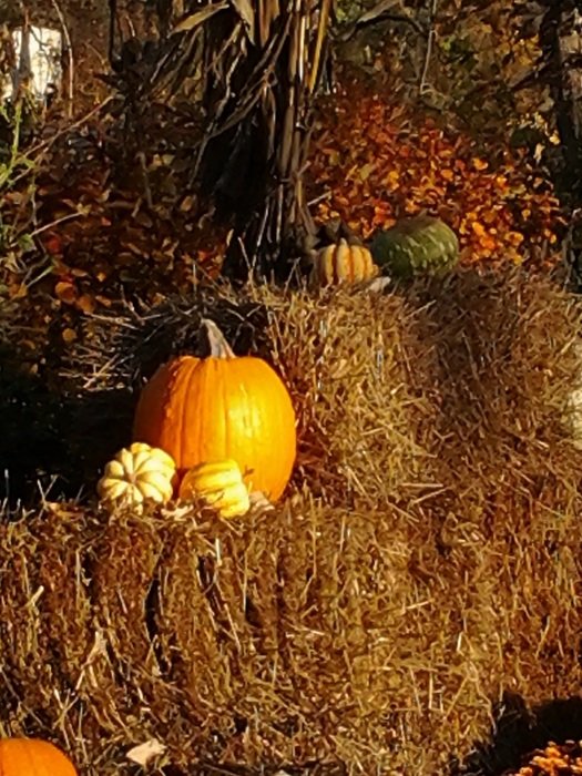 Pumpkins on Halloween in autumn