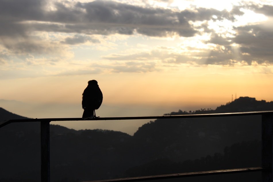 bird at dusk at sunset